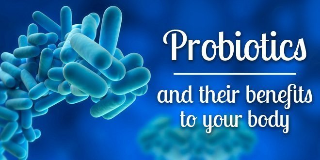thesis on lactic acid bacteria as probiotics thesis on lactic acid bacteria as probiotics